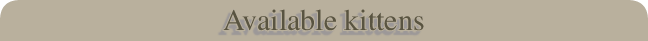 Available kittens